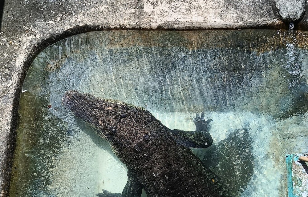Wildlife Rescue and Conservation Center (Crocodile Farm)